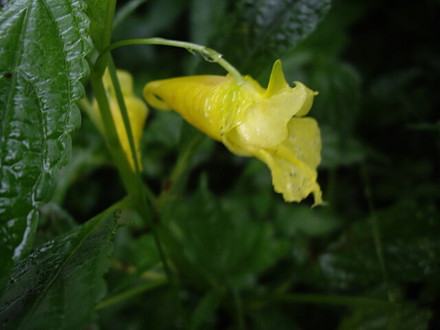 黃花鳳仙花