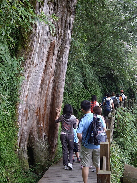 觀霧遊憩區、檜山巨木群步道