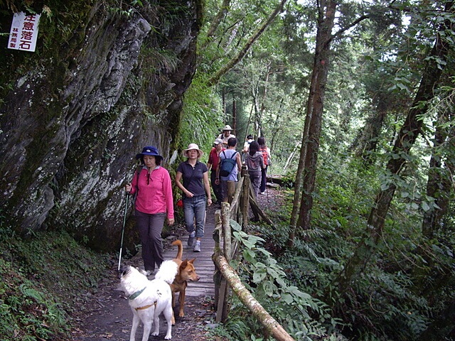 觀霧遊憩區、檜山巨木群步道