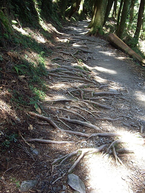 觀霧遊憩區、檜山巨木群步道