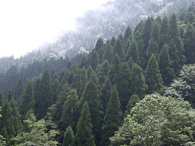 觀霧遊憩區、檜山巨木群步道