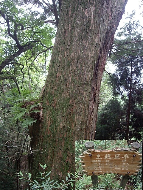 3號巨木 觀霧遊憩區、檜山巨木群步道