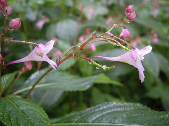 觀霧獨有的「隸慕華鳳仙花」