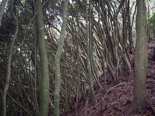 橫嶺山自然步道、橫嶺山