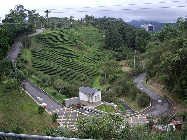 【南投魚池】貓囒山自然步道、貓囒山