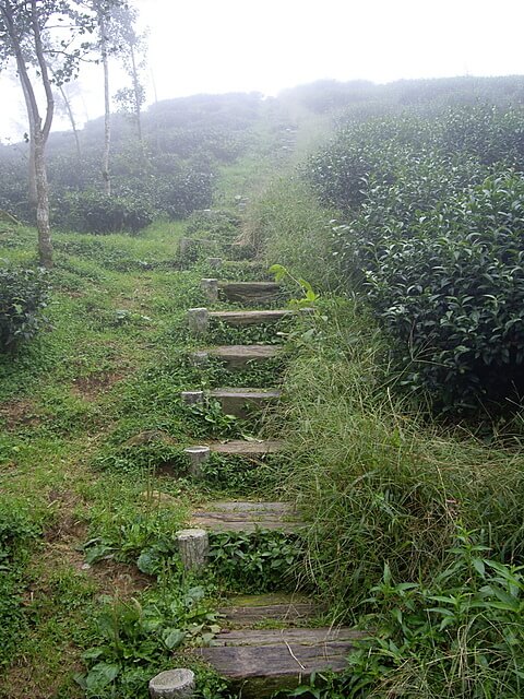 忘憂森林、樟空崙山、貓冬望山