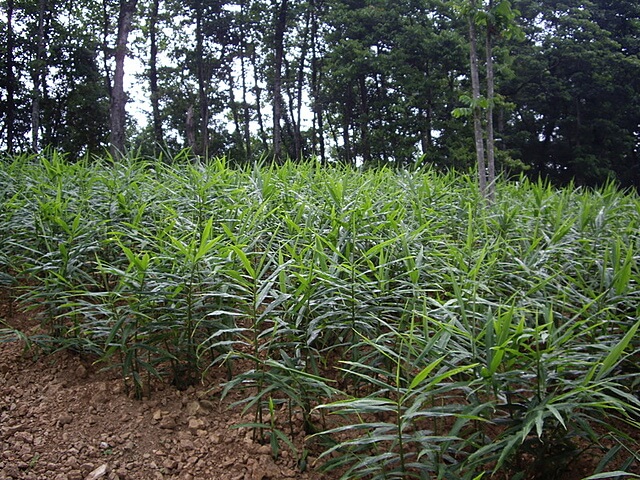 麥樹仁山、舊砲台山、加那桃山、白石湖山