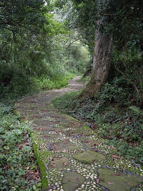 鳳凰山步道、觀音山步道、觀音山