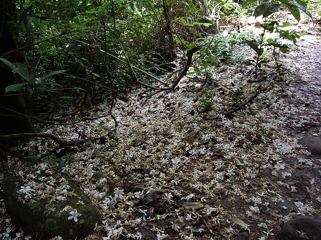 油桐花 金獅古道