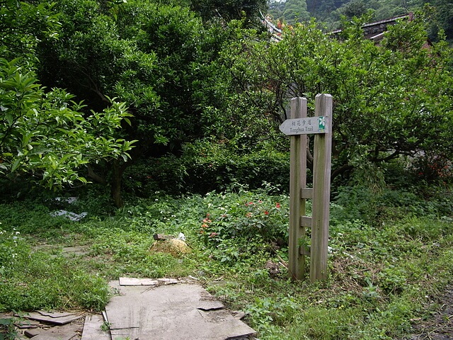 鹿寮坑桐花步道、雞寮坑山、顯伯公