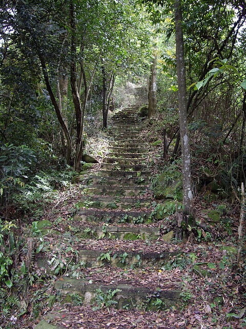 鹿寮坑桐花步道、雞寮坑山、顯伯公