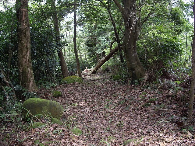 鹿寮坑桐花步道、雞寮坑山、顯伯公