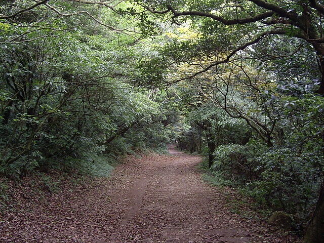 面天山 往二子坪山路寬大平緩