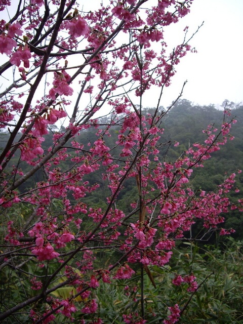 石頭山 櫻花盛開