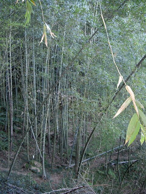 金敏子山、詩朗山、塞口坑山、內金敏山