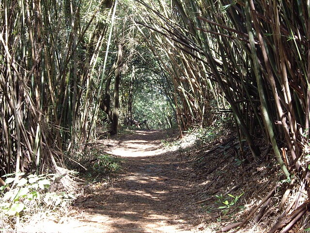 三段崎古道 竹林路