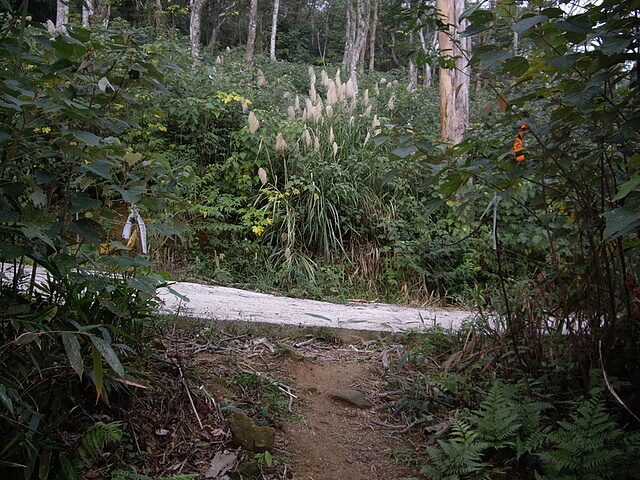 啞嗎頂古道、西溪山、細湖頂山