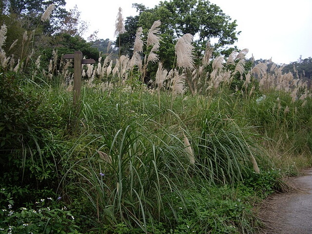 啞嗎頂古道、西溪山、細湖頂山