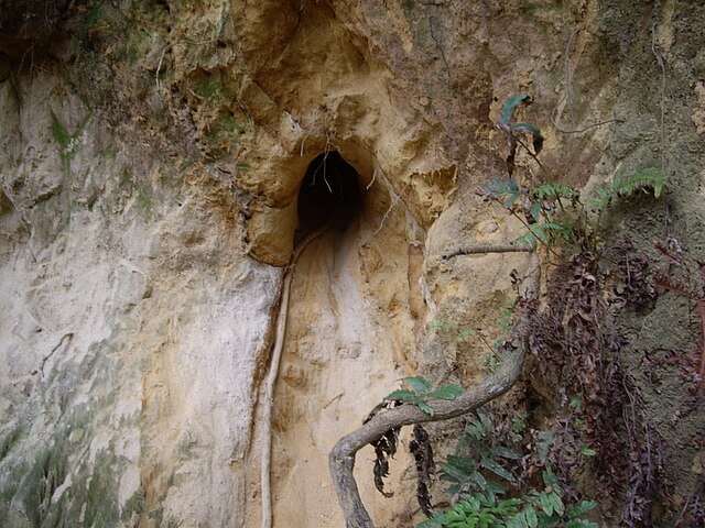 福人登山步道 穿山甲的巢穴