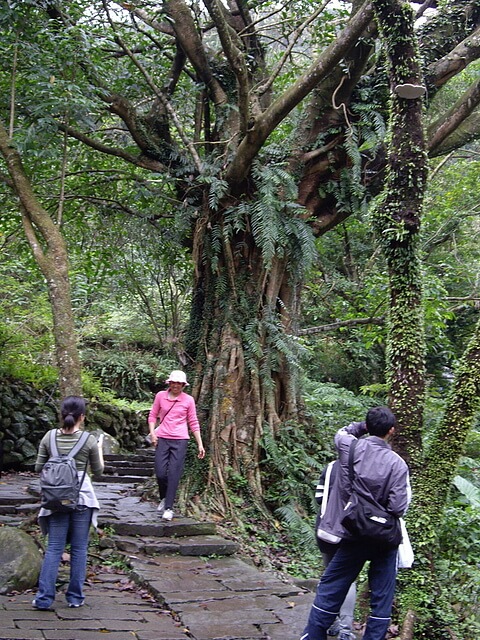 草嶺古道 大榕樹