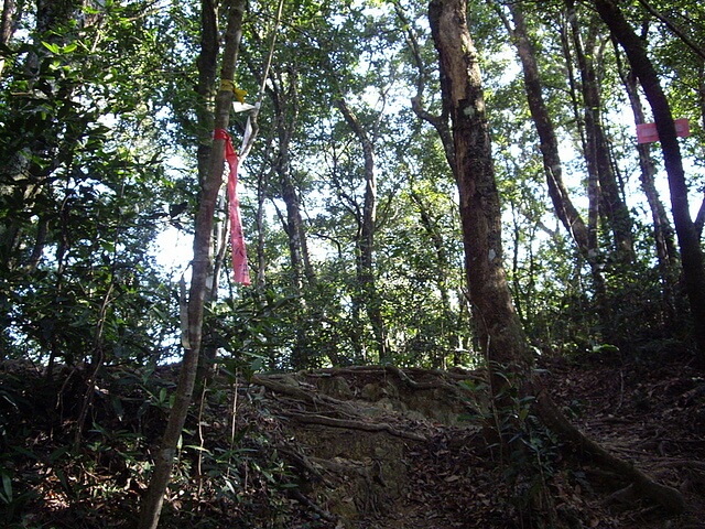 赫威山、赫威山前峰、北插天山、赫威神木群