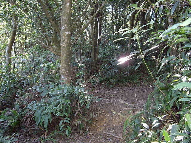 赫威山、赫威山前峰、北插天山、赫威神木群