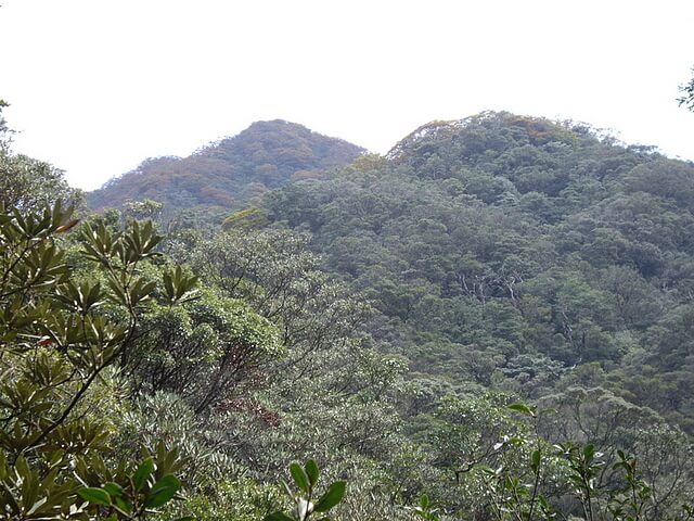 山毛櫸 赫威山、赫威山前峰、北插天山、赫威神木群