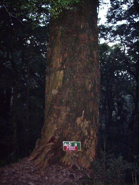 1號神木(又稱魔鬼巨木、卜派神木) 赫威山、赫威山前峰、北插天山、赫威神木群