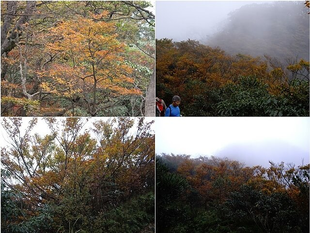 山毛櫸 赫威山、赫威山前峰、北插天山、赫威神木群