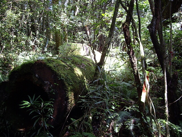 桃園 復興尖山