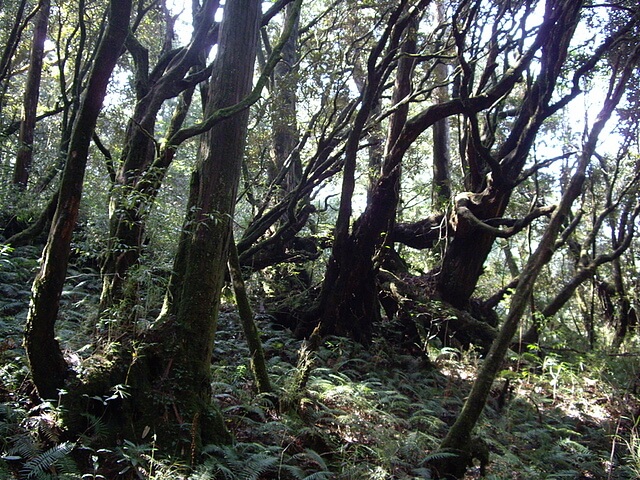 桃園 復興尖山