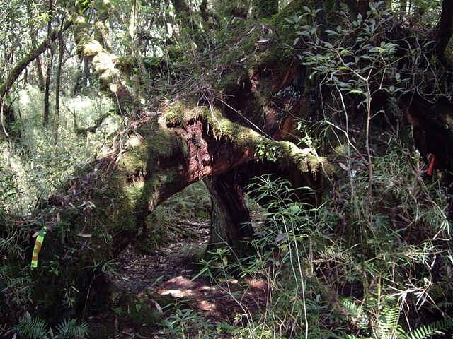 桃園 復興尖山