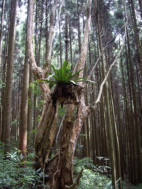 大窩山