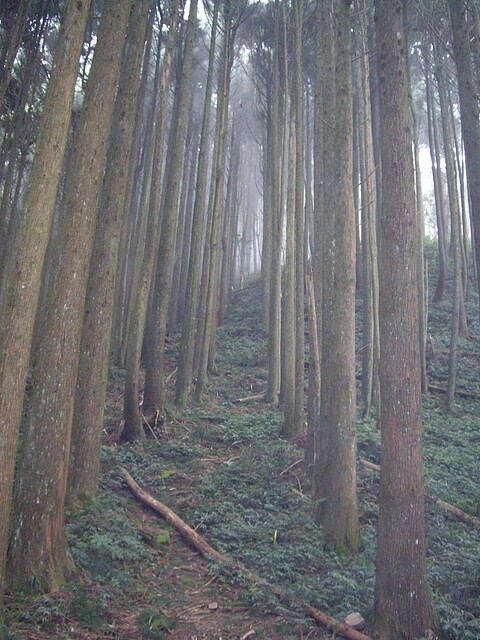 大窩山