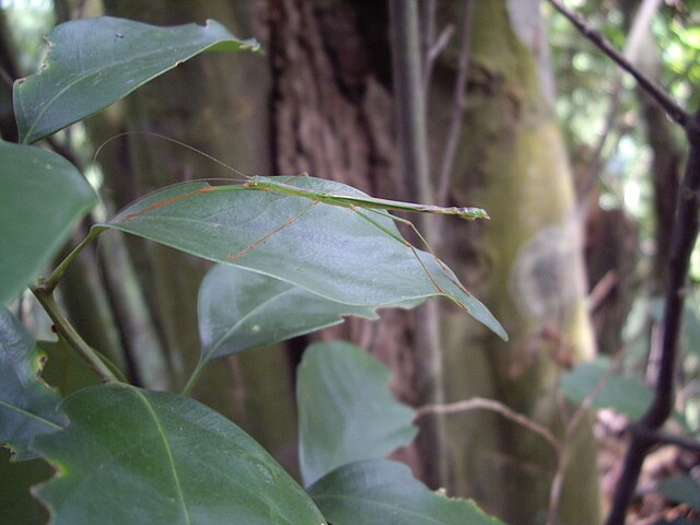 竹節蟲
