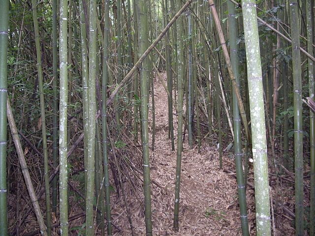 鬼澤山 竹林區