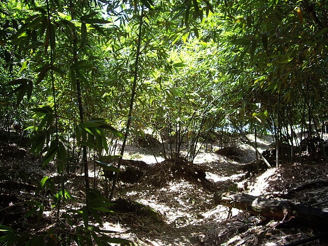 百吉古道 綠竹園