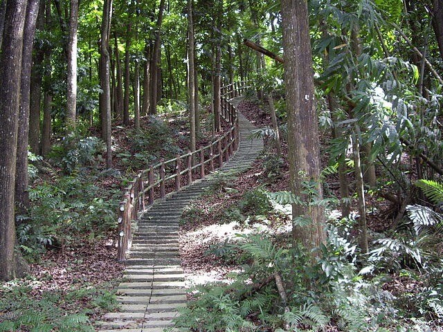 桃花心木林步道