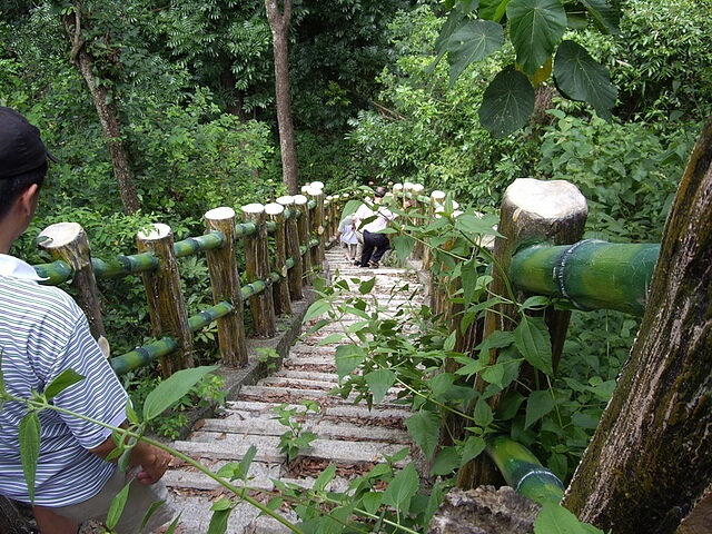 桃花心木林步道