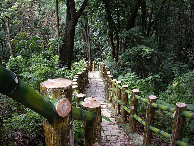 桃花心木林步道