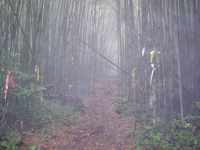 鳥嘴山 竹林登山口