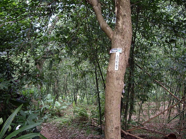 竹東森林公園登山步道