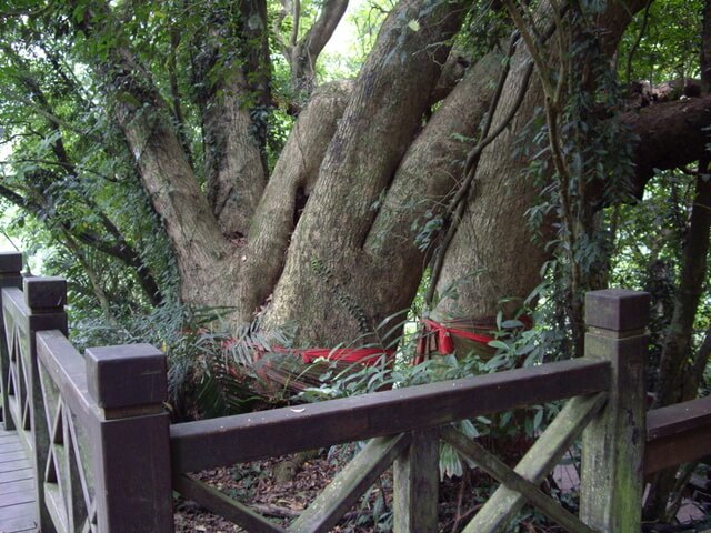 七星神木 六寮古道