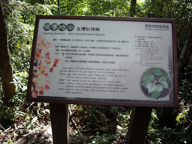 台灣紅榨槭