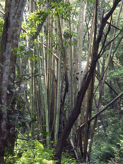 虎山