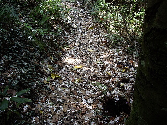 虎山 油桐花