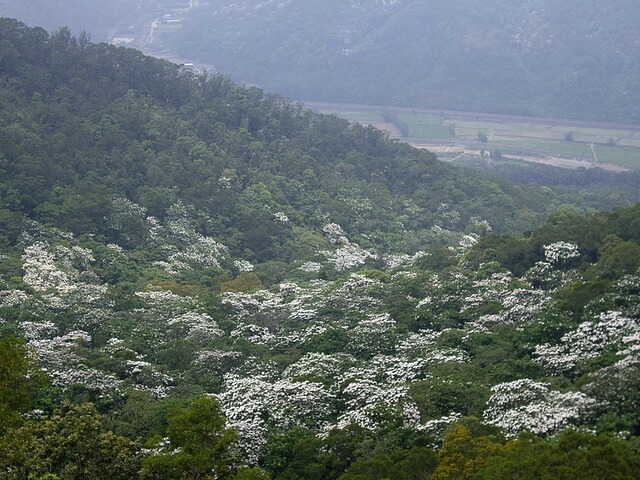 油桐花海 三角山、長坑山、雙峰山、員屯山