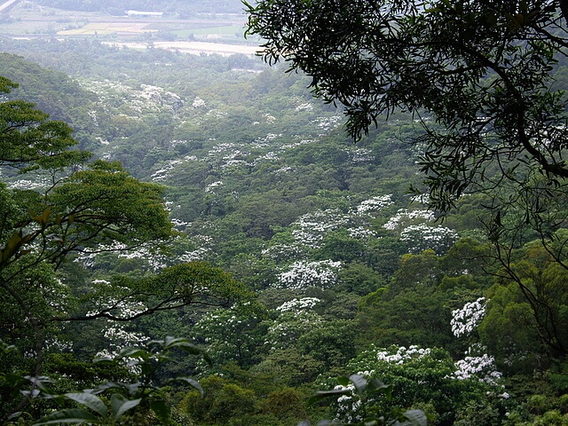 油桐花海 三角山、長坑山、雙峰山、員屯山