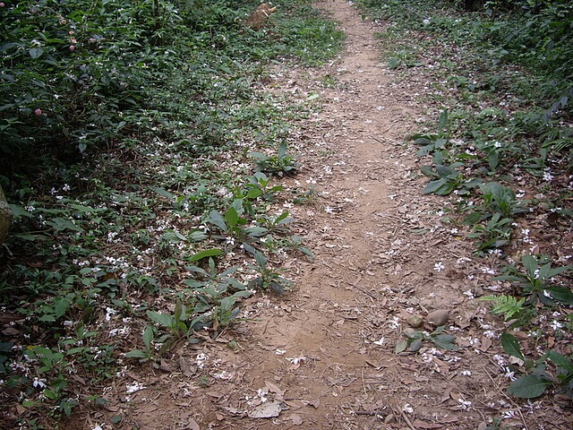 油桐花小徑 三角山、長坑山、雙峰山、員屯山