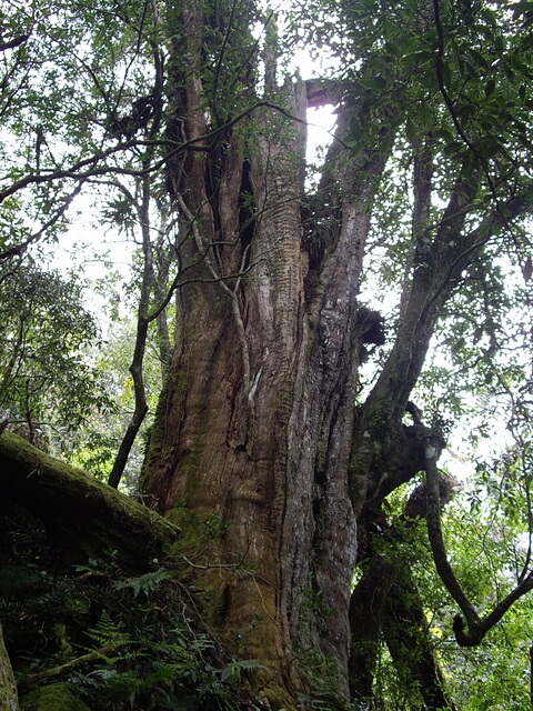 加里山 (鹿場線)